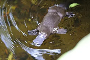 Anatinus: Platypus (Ornithorhynchus anatinus) in water, Tasmania