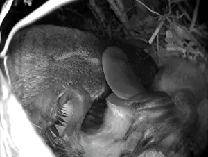 Nuzzling: Platypus - platypus pup nuzzling mum for food