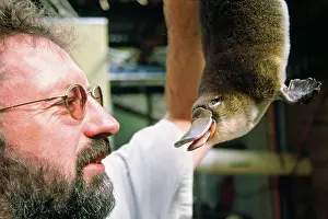 Anatinus: Platypus research - scientist with Mackenzie - newborn