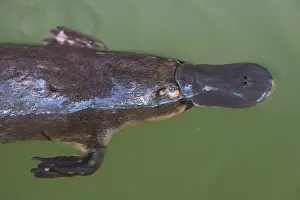 Anatinus: Platypus resting while feeding on surface