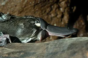 Anatinus: Platypus resting on log side angle showing grinding