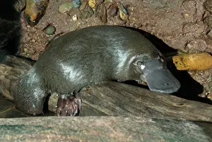 Dives: Platypus resting on surface on log between dives