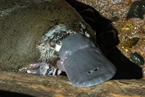 Dives: Platypus resting on surface on log between dives