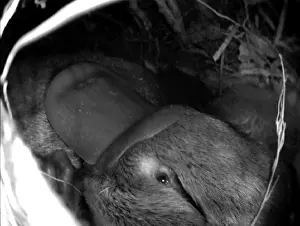 Anatinus: Platypus - shows baby platypus in nest snuggled up to mum