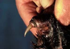 Anatinus: Platypus - Spur, hollow, connected to a venom gland
