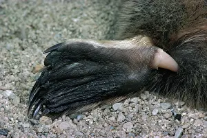 Anatinus: Platypus - spur, hollow, connected to a venom gland