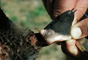 Anatinus: Platypus - Spur, hollow, connected to a venom gland