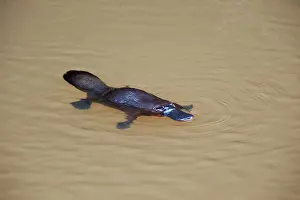 Anatinus: Platypus - surfacing to breathe