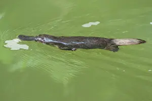 Anatinus: Platypus swimming showing characteristic bow wave