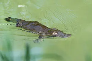 Anatinus: Platypus swimming showing characteristic bow wave