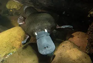 Anatinus: Platypus swimming underwater hunting prey captive