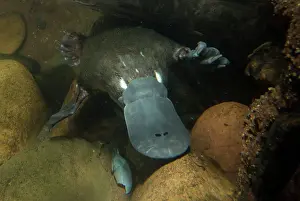 Anatinus: Platypus swimming underwater hunting prey captive