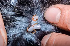 Ticks: Platypus ticks that are only found on platypus