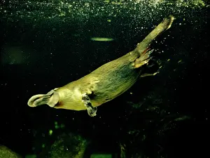 Anatinus: Platypus - Underwater