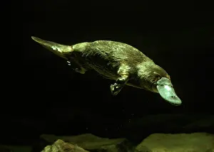 Anatinus: Platypus Underwater