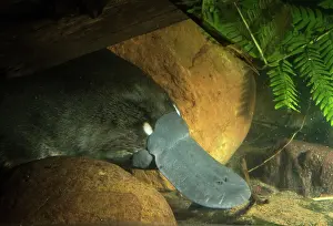 Anatinus: Platypus underwater resting wedged under log male