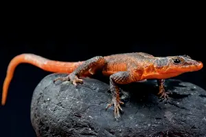 Platysaurus: Platysaurus janssoni, Red Rock lizard, Botswana