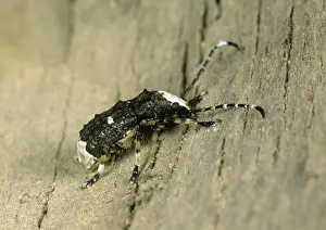 Cerambycidae: Platystomus albinosus