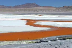 Bolivia: Play of colours of Laguna Colorada with flamingos