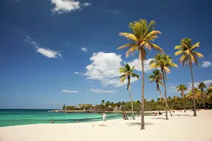 Arecaceae: Playa Bacuranao beach, Playas del Este, Habana del