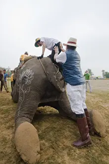 Competitions: Player on Elephant at the World Elephant Polo Terai Nepal