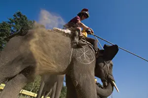 Competitions: Player on Elephant at the World Elephant Polo Terai Nepal