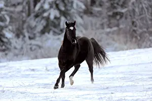 Cantering: Playful black Arabian Horse running in field on