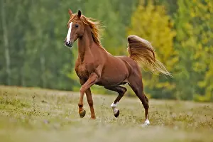 Trotting: Playful Chestnut Arabian Stallion trotting in field