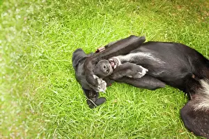 Pictures: Playful mixed breed hound