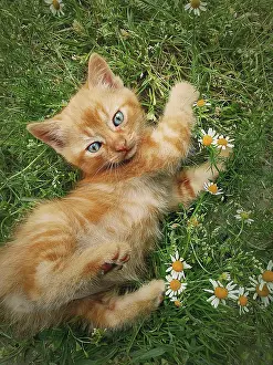 Ginger: Playful orange kitten lying down on a green grass