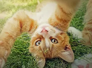 Upside: Playful orange kitten lying upside down on the green