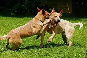 Gramineae: Two playing Australian Cattle Dogs