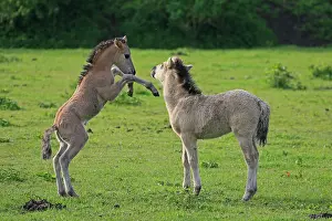 Foals: Playing foals, Koniks in the Oostvaardersplassen