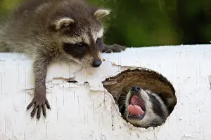 Racoon: Playing young racoons