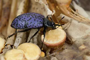Pleasing: Pleasing Fungus Beetle