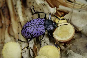 Californicus: Pleasing Fungus Beetle, Gibbifer californicus, eating
