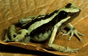 Toxins: Pleasing Poison Frog