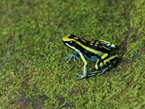 Mosses: Pleasing Poison Frog (Amereega bassleri), ?Ojos