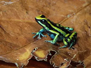 Anura: Pleasing Poison Frog (Amereega bassleri), ?Ojos