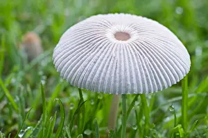Inkcap: Pleated Inkcap in lawn - Norfolk UK