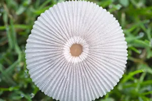Inkcap: Pleated Inkcap in lawn - Norfolk UK