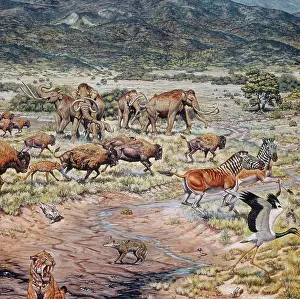 Mammoth: Pleistocene Mammals