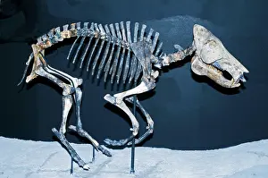 Pleistocene: Pleistocene Peccary Fossil