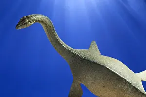 Plesiosaur: Plesiosaur swimming. Lenght: 23 feet. Cretaceous