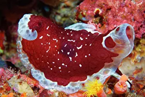 Pleurobranchus: Pleurobranchus grandis (Pleurobranchus grandis)