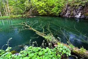 Croatia: The Plitvice Lakes in the National Park