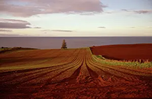 Ploughed: Ploughed field, late afternoon. Northwestern coast