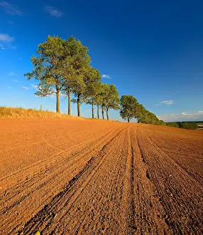 Ploughed: Ploughed and harrowed field, row of poplars at the