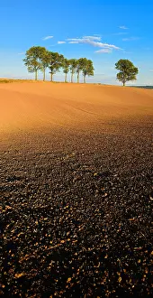 Ploughed: Ploughed and harrowed field, row of poplars on the