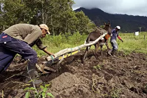 Rustics: Ploughing a field with a rustic plough Ecuador
